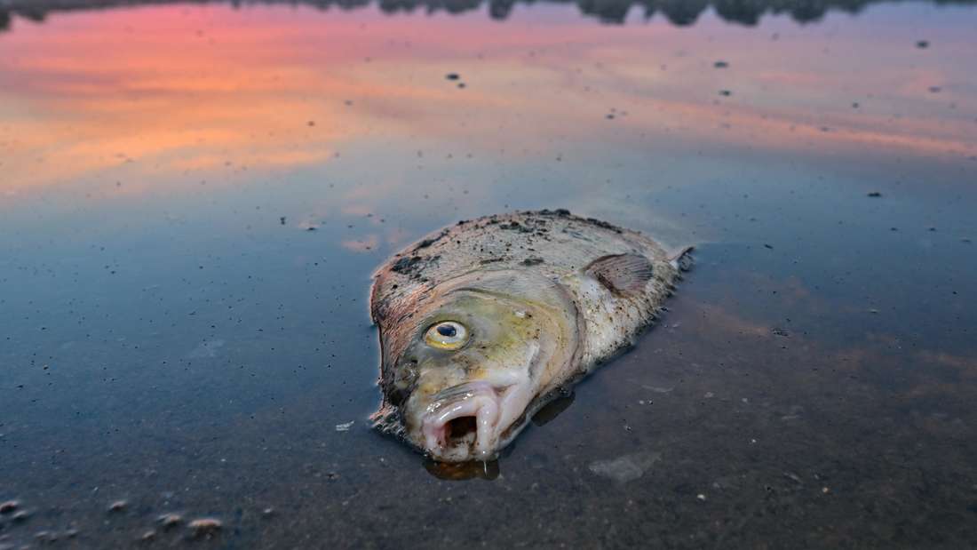 Fischsterben am Fluss Oder: Ein toter Blei liegt am frühen Morgen im flachen Wasser vom deutsch-polnischen Grenzfluss Oder.