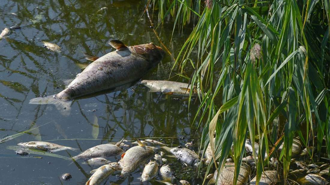 29647749-dead-fish-31fe Tote Fische