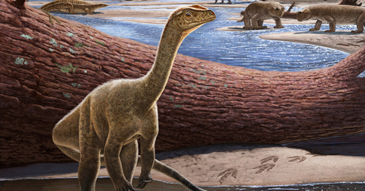 They discover the oldest dinosaur in Africa - Padeye