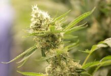 29893879-cannabis-breeding-hfe-1 Cannabis-Zucht