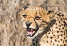 29936142-gepard-acinonyx-jubatus-in-namibia-archivfoto-2n9swboju3fe-1 Gepard (Acinonyx jubatus) in Namibia (Archivfoto).