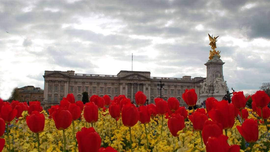 Rote Tulpen und Gelbe Löwenmäulchen am Eingang des Buckingham Palace
