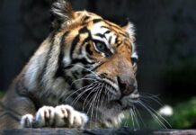30123986-a-sumatran-tiger-in-surabaya-zoo-indonesia-a-tiger-of-this-species-attacked-a-man-2fo3tkfbxhfe-1 Ein Sumatra-Tiger im Zoo von Surabaya, Indonesien. Ein Tiger dieser Art hat einen Mann angegriffen.