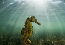 30112508-a-seahorse-floats-over-seagrass-meadows-2jyc3je4gjfe-1 Ein Seepferdchen schwebt über Seegraswiesen.