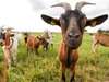 Die Ziegen „Myotonic Goat“ fallen um, wenn sie sich erschrecken
