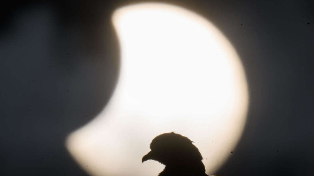 Taube sitzt auf einem Dach in der Region Hannover - im Hintergrund die partielle Sonnenfinsternis am 25. Oktober