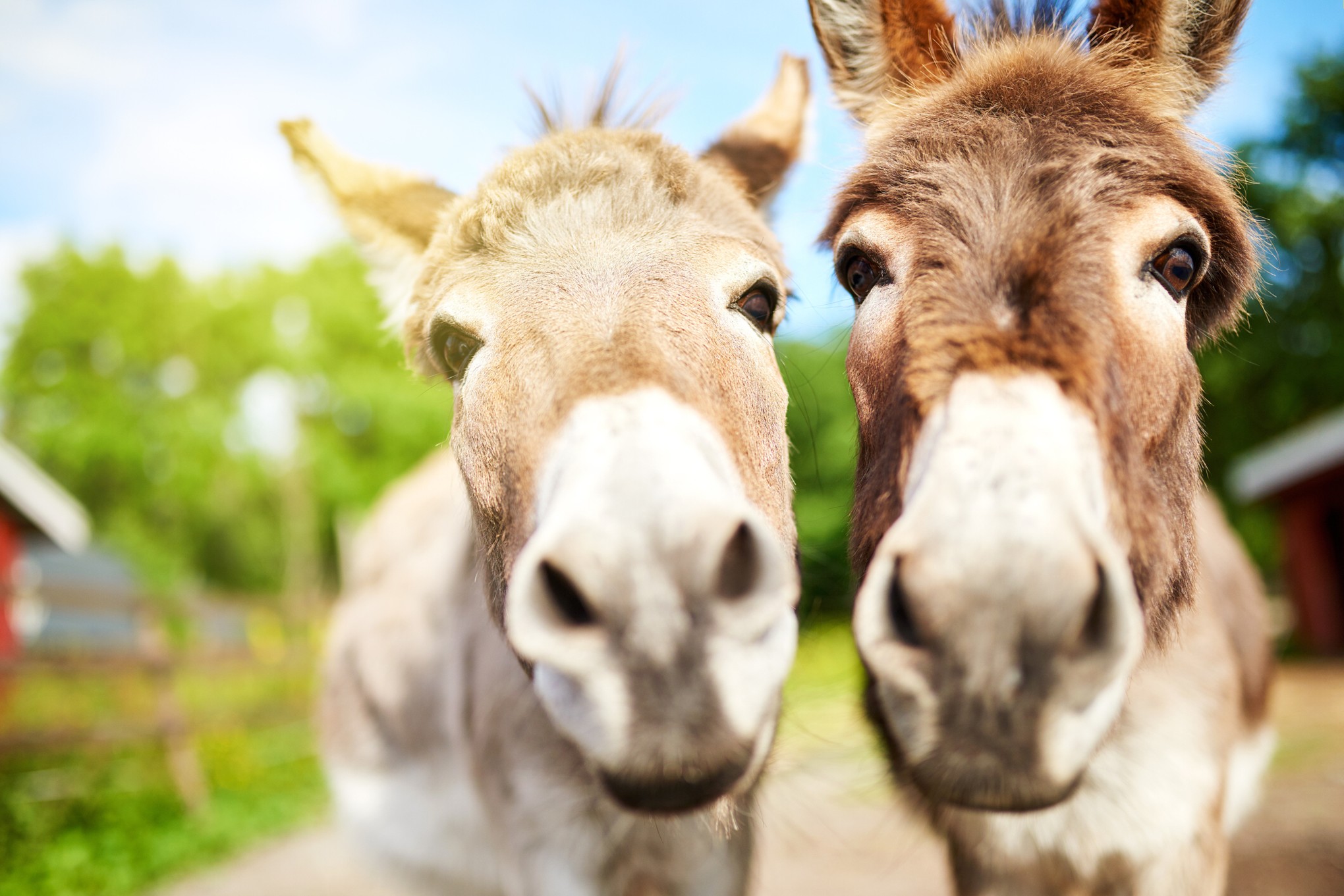 Donkeys were domesticated 7,000 years ago in Africa Padeye