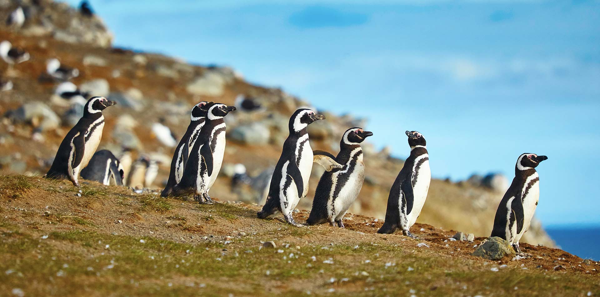 Chile Penguins