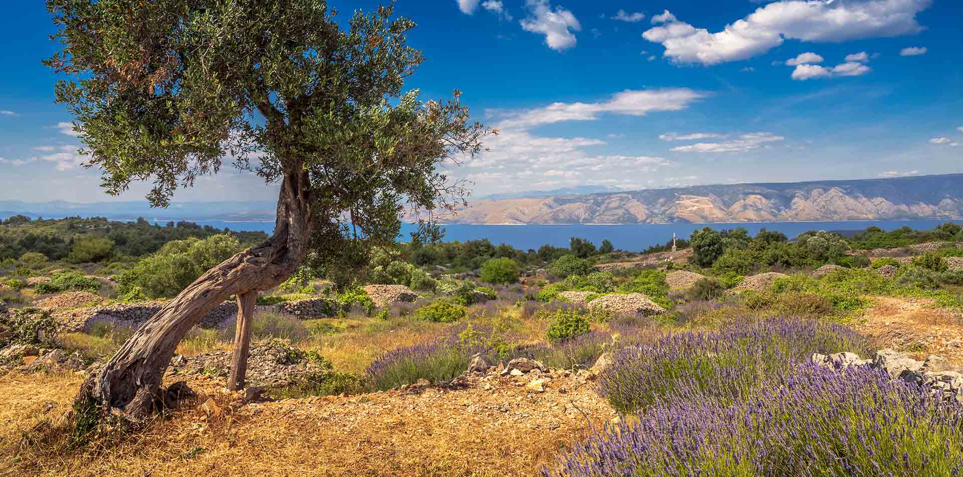 Olive Tree and Lavender field, Croatia