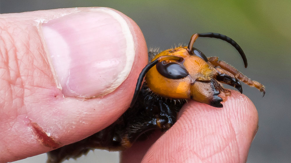 Huge Asian killer hornets found in northwest United States