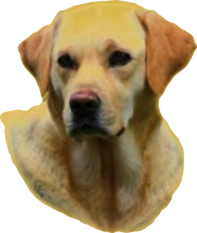 https://s3.us-west-1.wasabisys.com/ecart-content/baboolatees.com/overlays/362/768/36276880.png img