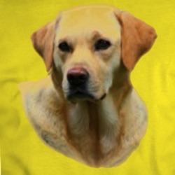 Yellow Lab Hangover 2 T Shirt
