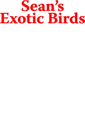 https://s3.us-west-1.wasabisys.com/ecart-content/bjjtshirt.com/overlays/377/085/37708587.png img