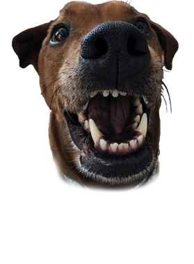 https://s3.us-west-1.wasabisys.com/ecart-content/boredshirtless.com/overlays/355/481/35548171.png img