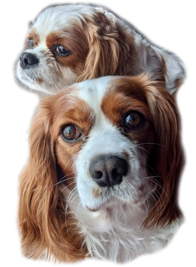 https://s3.us-west-1.wasabisys.com/ecart-content/boredshirtless.com/overlays/385/059/38505986.png img