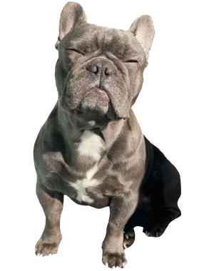 https://s3.us-west-1.wasabisys.com/ecart-content/boredshirtless.com/overlays/389/660/38966048.png img