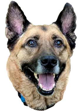 https://s3.us-west-1.wasabisys.com/ecart-content/boredshirtless.com/overlays/389/675/38967557.png img