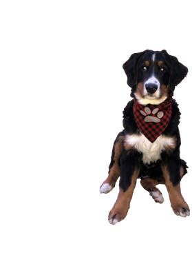 https://s3.us-west-1.wasabisys.com/ecart-content/boredshirtless.com/overlays/391/727/39172753.png img