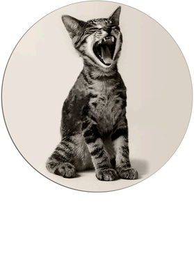 https://s3.us-west-1.wasabisys.com/ecart-content/goodnine.com/overlays/401/937/40193755.png img