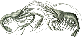 overlay
