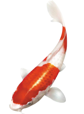 https://s3.us-west-1.wasabisys.com/ecart-content/papatshirt.com/overlays/402/938/40293831.png img