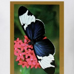 Congress Butterflies Playing Cards Logo Box Cover Gambling Poker Games Congress Butterflies Playing Cards Logo Box Cover Gambling Poker Games