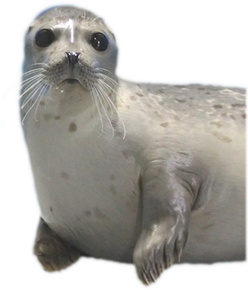 https://s3.us-west-1.wasabisys.com/ecart-content/thebestofchristmas.com/overlays/403/246/40324653.png img