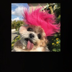 Marnie The Dog Cute Mohawk Instagram T Shirt