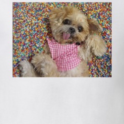 Marnie The Dog Cute Sprinkles Instagram T Shirt