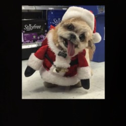 Marnie The Dog Santa Cute Instagram T Shirt