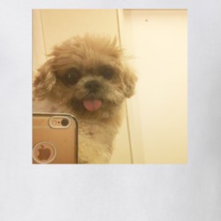 Selfie Marnie The Dog Cute Instagram T Shirt