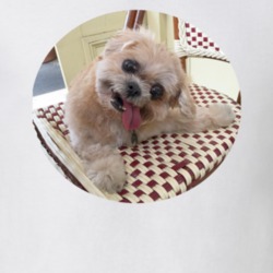 Marnie The Dog Cute Instagram T Shirt