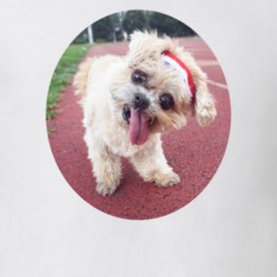 Marnie The Dog Workout Walk Cute Instagram T Shirt