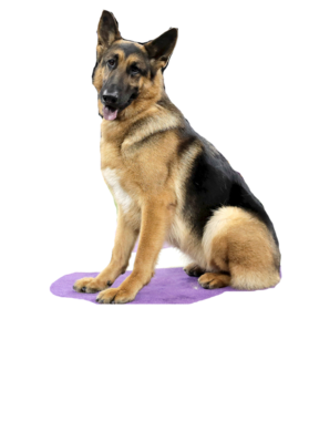 https://s3.us-west-1.wasabisys.com/ecart-content/tshirtczar.com/overlays/274/025/27402543.png img
