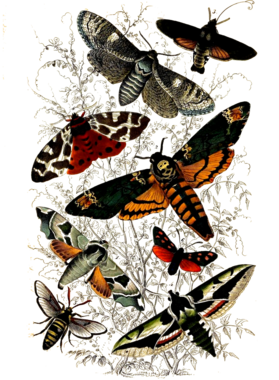 overlay