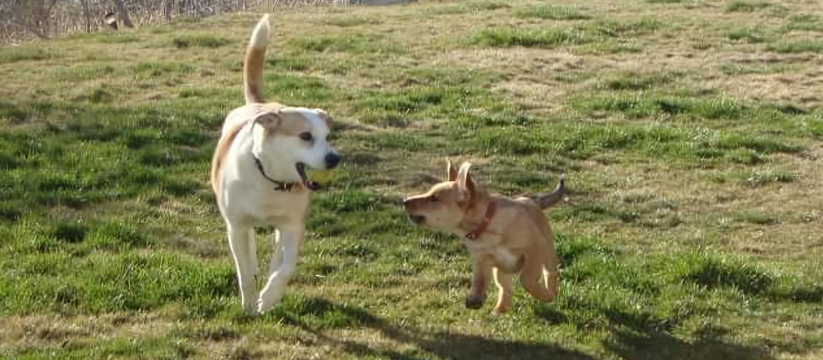 Dogs B.C-Okanagan