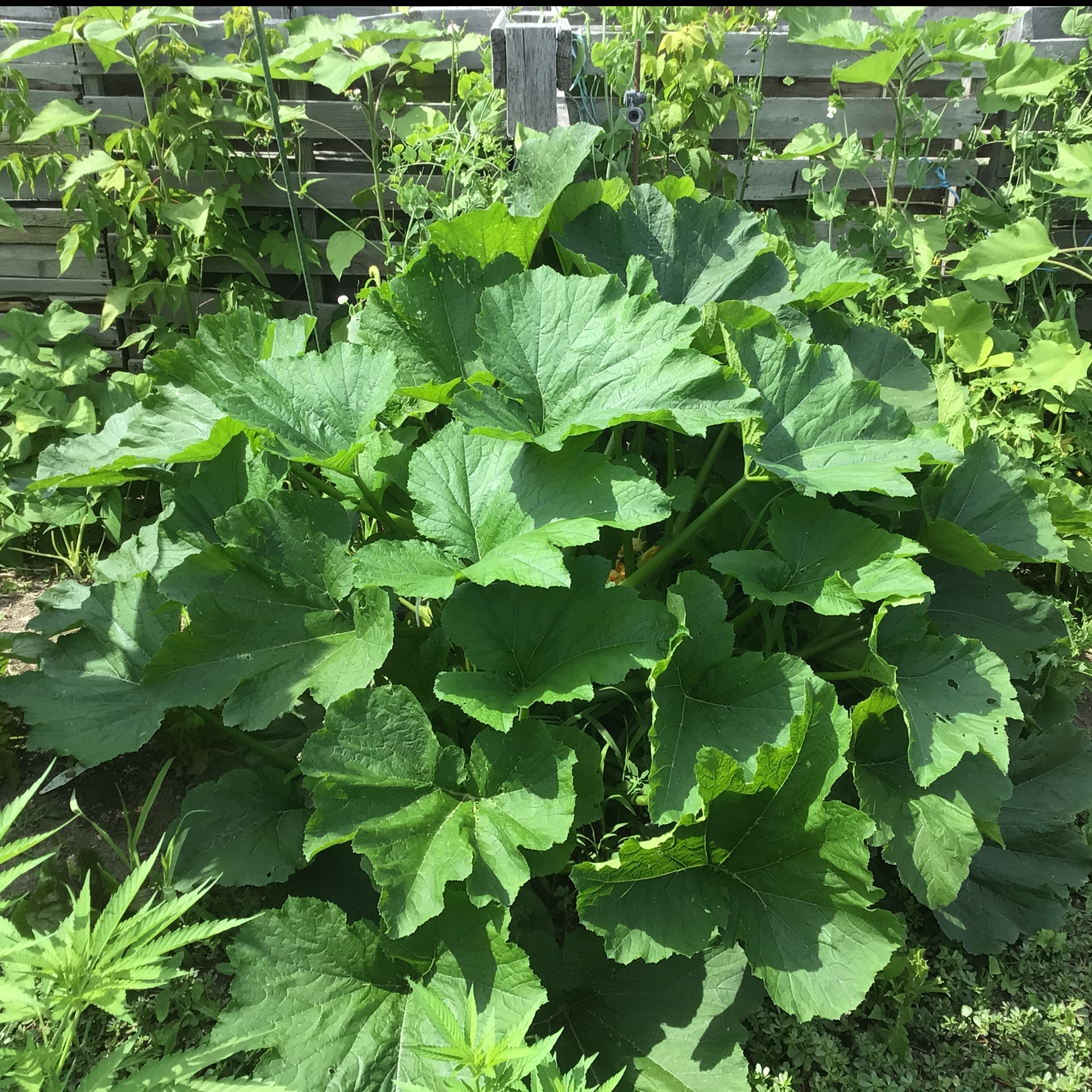 Prepping, Preserving and Self Sustaining 