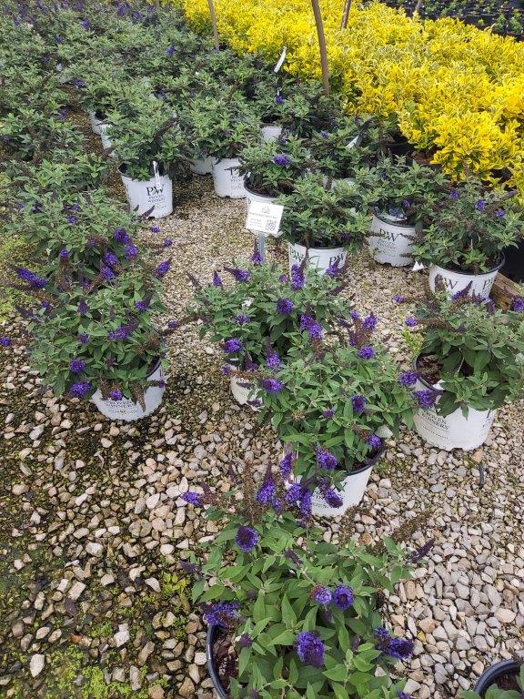 SPRING CONSIGNMENT AUCTION