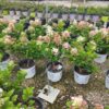 SPRING CONSIGNMENT AUCTION