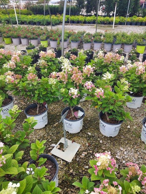 SPRING CONSIGNMENT AUCTION