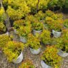 SPRING CONSIGNMENT AUCTION