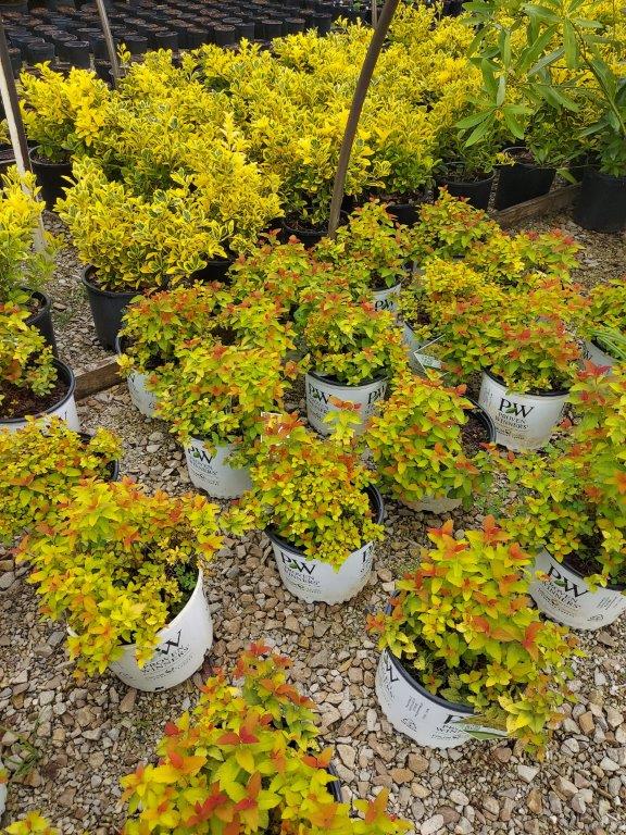 SPRING CONSIGNMENT AUCTION