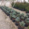 SPRING CONSIGNMENT AUCTION