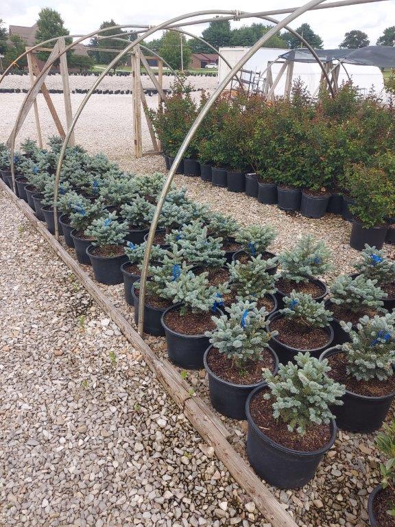 SPRING CONSIGNMENT AUCTION