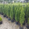 SPRING CONSIGNMENT AUCTION