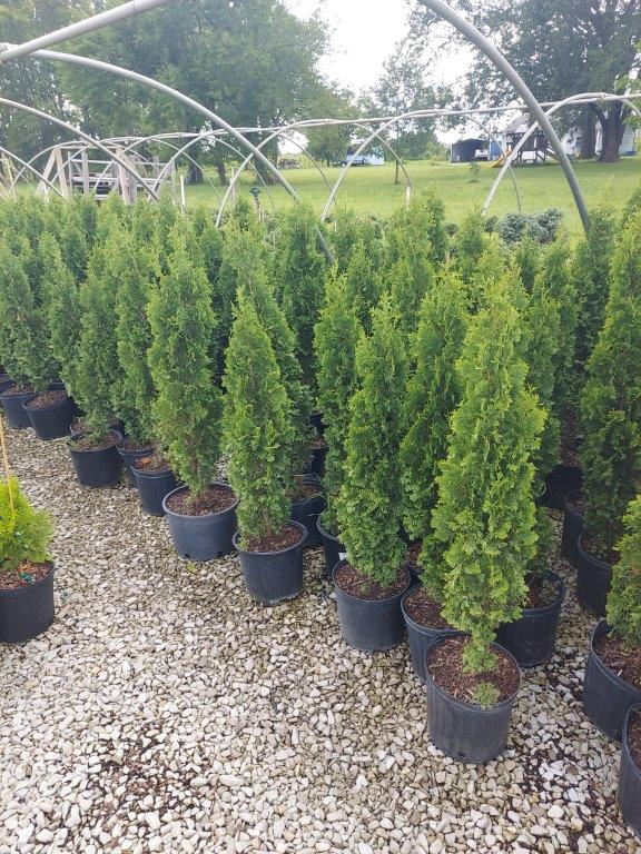 SPRING CONSIGNMENT AUCTION