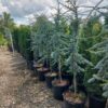 SPRING CONSIGNMENT AUCTION