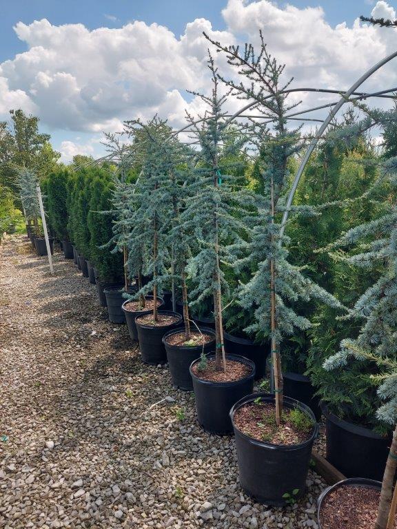 SPRING CONSIGNMENT AUCTION