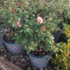 SPRING CONSIGNMENT AUCTION
