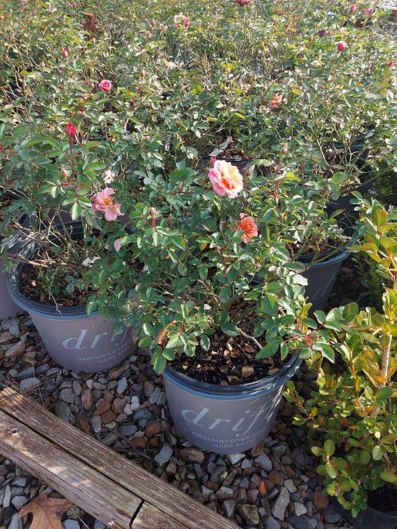 SPRING CONSIGNMENT AUCTION